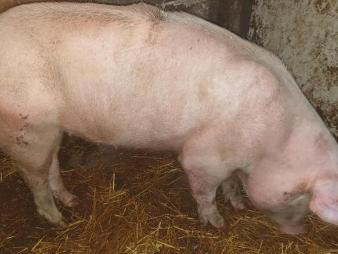 Eladó hízók és 25 kg-os malacok