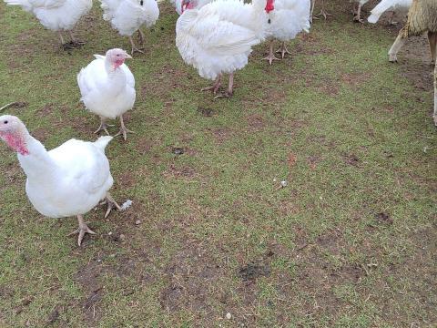 Eladó májusi kelésű fehér húshibrid szabadtartású pulykák