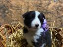 Border Collie jellegű kiskutya