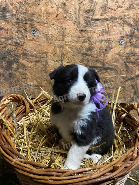 Border Collie jellegű kiskutya