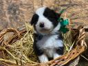 Border Collie jellegű kiskutya