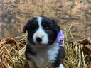 Border Collie jellegű kiskutya