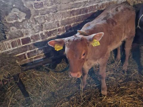 Limousin üszőborjú