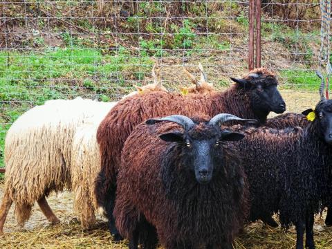 Eladó racka x merinó jerkék