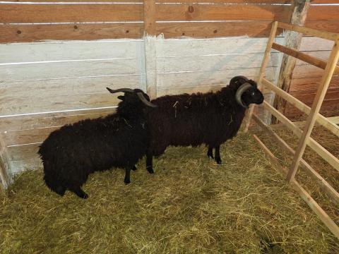 Eladó 2 db racka x merinó kosbárány