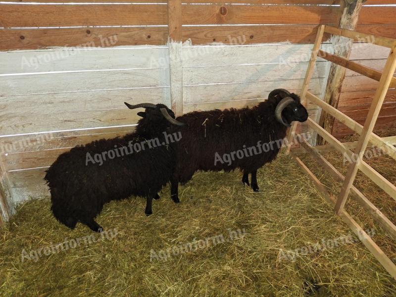 Eladó 2 db racka x merinó kosbárány