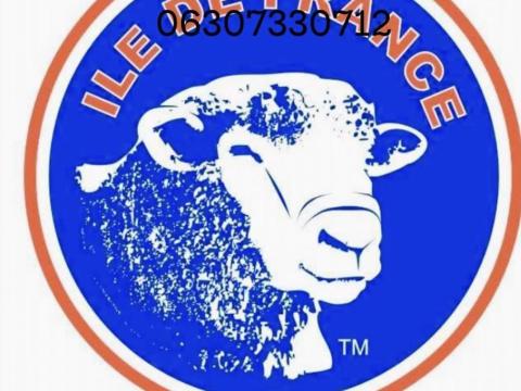 Ile de France juh eladó – választott növendék, 6 hónapos alatti