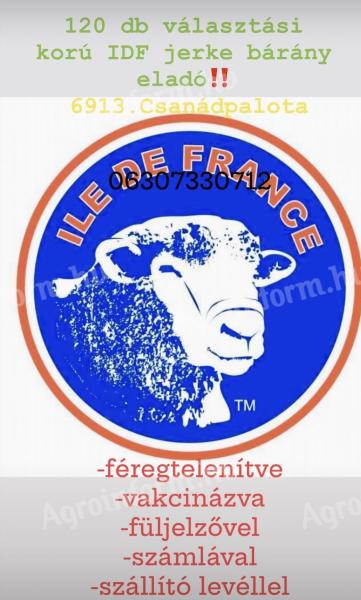 Ile de France juh eladó – választott növendék, 6 hónapos alatti