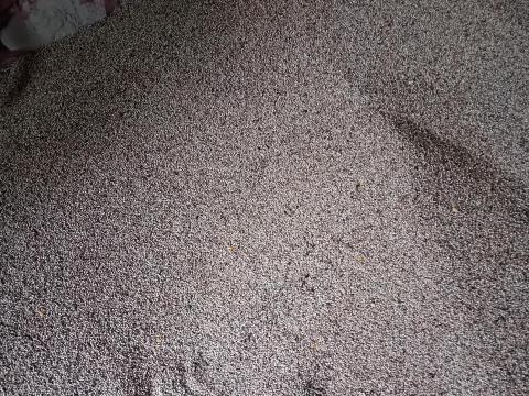 Fehér cirok eladó kis- és nagytételben Fehér cirok eladó kis- és nagytételben