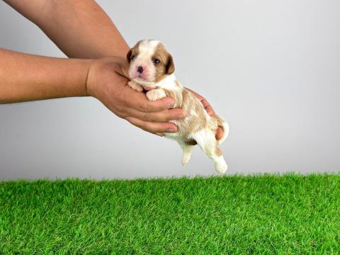 Törzskönyves Cavalier King Charles spániel kiskutya Törzskönyves Cavalier King Charles spániel kiskutya