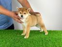 Törzskönyves Shiba Inu kiskutya