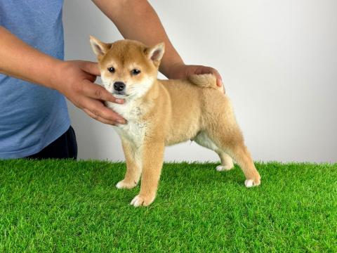 Törzskönyves Shiba Inu kiskutya Törzskönyves Shiba Inu kiskutya