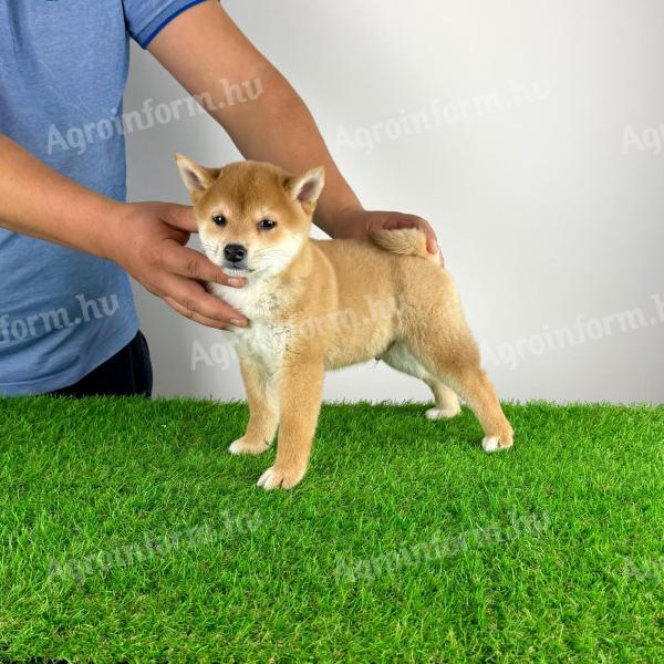 Törzskönyves Shiba Inu kiskutya