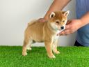 Törzskönyves Shiba Inu kiskutya
