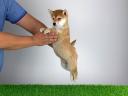 Törzskönyves Shiba Inu kiskutya