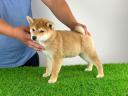 Törzskönyves Shiba Inu kiskutya