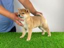 Törzskönyves Shiba Inu kiskutya