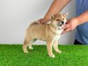 Törzskönyves Shiba Inu kiskutya