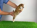 Törzskönyves Shiba Inu kiskutya