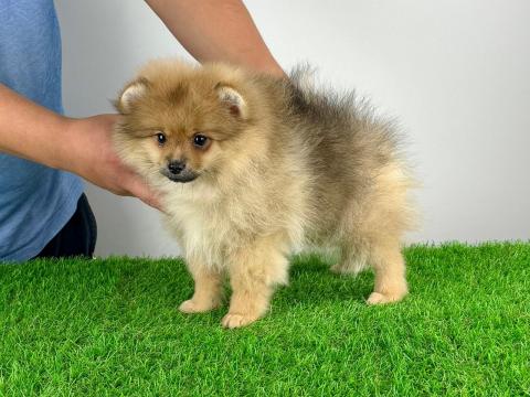 Törzskönyves Pomerániai törpespitz Pomi kiskutya Törzskönyves Pomerániai törpespitz Pomi kiskutya