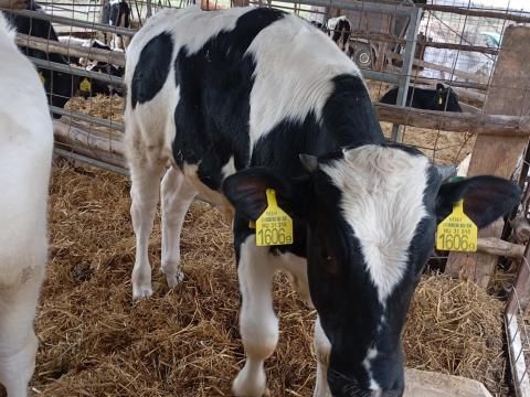 Holstein-fríz bika borjú