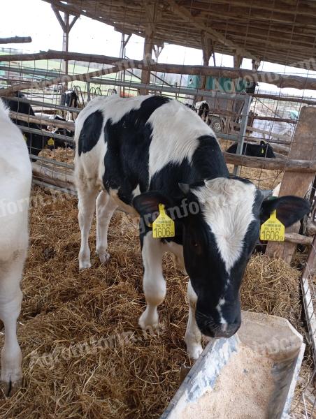 Holstein-fríz bika borjú