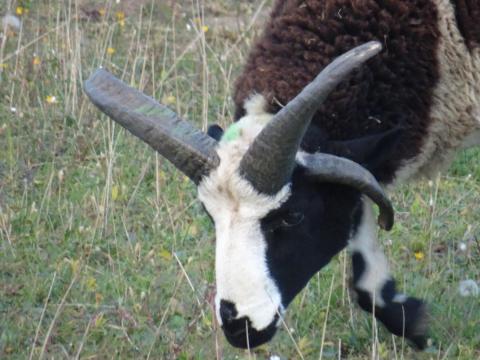 Jákob juh, Jacob juh, négyszarvú juh bárányok foglalhatók Jákob juh, Jacob juh, négyszarvú juh bárányok foglalhatók