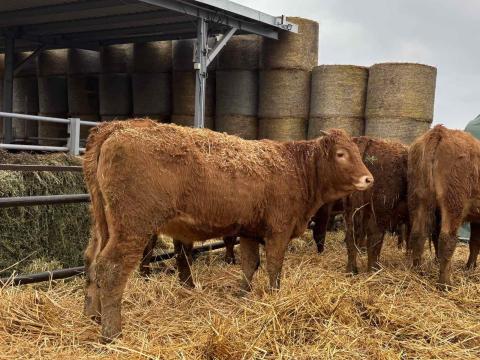 Eladó 3db üszűborjú