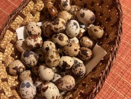 Fürjtojás eladó étkezésre Vas megyében