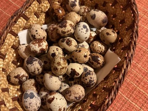 Fürjtojás eladó étkezésre Vas megyében