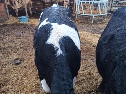 Eladó üsző szarvasmarha Eladó üsző szarvasmarha