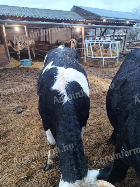 Eladó üsző szarvasmarha