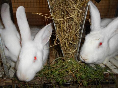 Pannon fehér nyúl süldők, anyák és bakok eladók Tolnanémediben