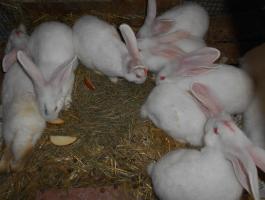 Pannon fehér nyúl süldők, anyák és kész bakok eladók Tolnanémediben