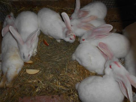 Pannon fehér nyúl süldők, anyák és kész bakok eladók Tolnanémediben Pannon fehér nyúl süldők, anyák és kész bakok eladók Tolnanémediben