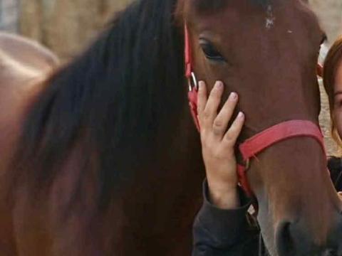 Eladó ló Eladó ló