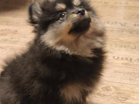 Törzskönyves Kisspitz kiskutyák