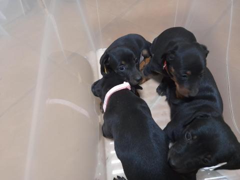 Törpe tacskó fajtajellegű fiú és lány kölykök