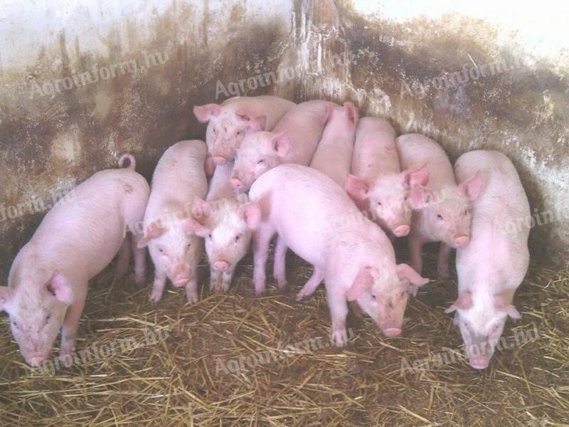 Eladó malacok