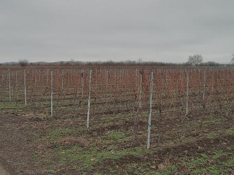 Szőlőterület eladó a Mátra lábánál, 6 hektáros birtok gépparkkal