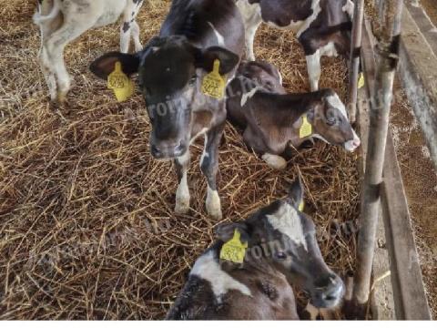 Young Holstein or Jersey heifers wanted