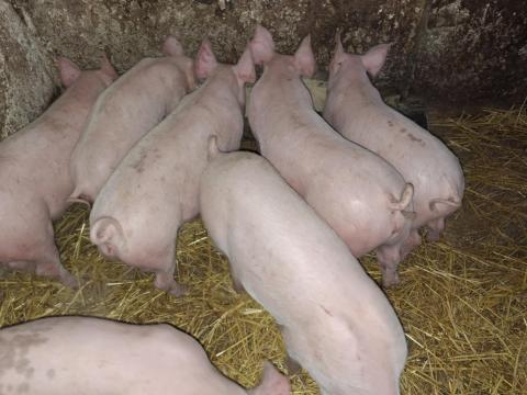 Eladó Seghers süldők Szentistvánon