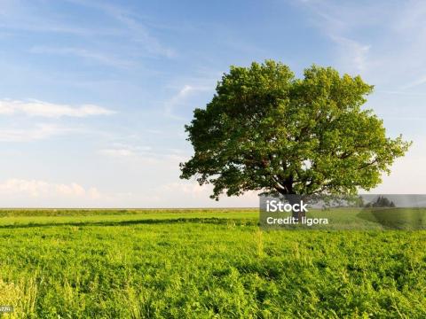 Tiszakürt,  Bogaras szántóföld eladó