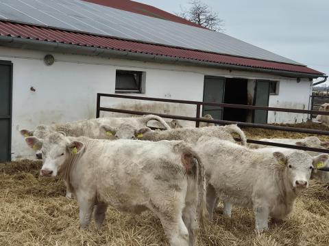 Charolais üszők eladók