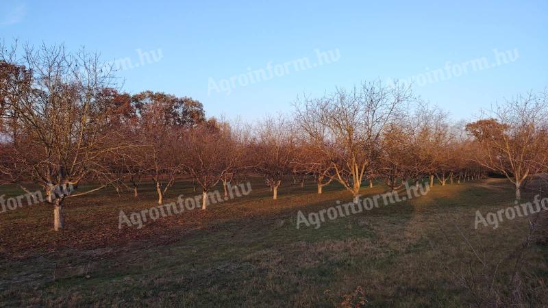 Tiszaugi dióültetvény eladó