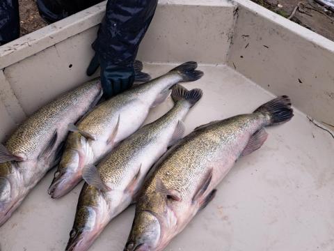 Eladó extra méretű süllő és csuka