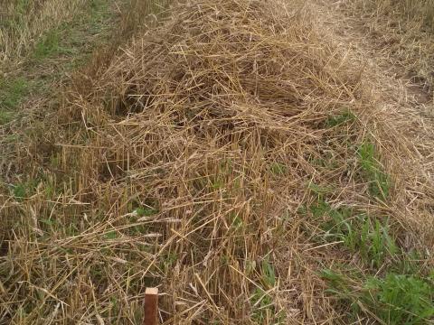 Nyírteleken szántóföld eladó 1,0976 ha