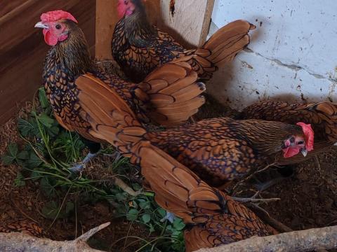 Arany Sebright Kakas Arany Sebright Kakas