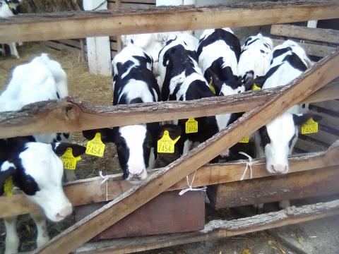 Eladó 10db 12-15hetes fekete bika egybe