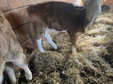 Eladó 9 borjú, magyartarka üszők és bikák, hf bikák